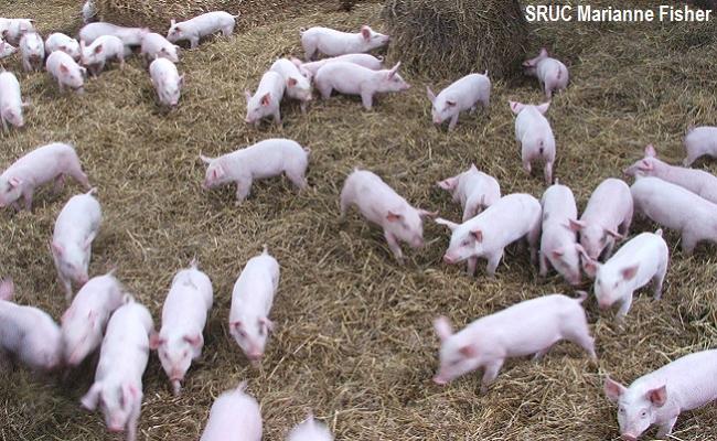 SRUC Marianne Fisher piglets play